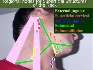 Submental
Superficial cervical
Anterior jugular
Submandibular
External jugular
Regional nodes for Superficial Structures
of the Neck
 