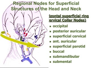  occipital
 posterior auricular
 superficial cervical
 ant. auricular
 superficial parotid
 buccal
 submandibular
 submental
Horizontal superficial ring
(Cervical Collar Nodes)
Regional Nodes for Superficial
Structures of the Head and Neck
 