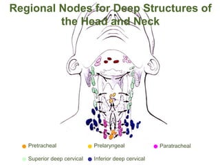 Regional Nodes for Deep Structures of
the Head and Neck
Pretracheal
Superior deep cervical
Prelaryngeal Paratracheal
Inferior deep cervical
 