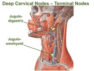 Jugulo-
digastric
Jugulo-
omohyoid
Deep Cervical Nodes – Terminal Nodes
 