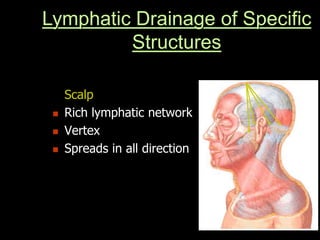 Lymphatic Drainage of Specific
Structures
Scalp
 Rich lymphatic network
 Vertex
 Spreads in all direction
 