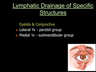 Eyelids & Conjunctiva
 Lateral ¾ - parotid group
 Medial ¼ - submandibular group
Lymphatic Drainage of Specific
Structures
 
