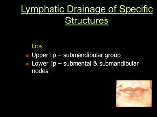 Lips
 Upper lip – submandibular group
 Lower lip – submental & submandibular
nodes
Lymphatic Drainage of Specific
Structures
 