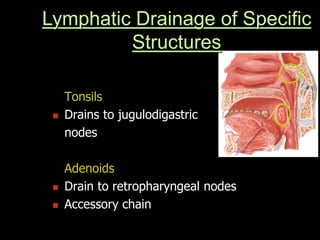 Tonsils
 Drains to jugulodigastric
nodes
Adenoids
 Drain to retropharyngeal nodes
 Accessory chain
Lymphatic Drainage of Specific
Structures
 
