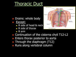 Thoracic Duct
 Drains: whole body
 Except:
 R side of head & neck
 R side of thorax
 R arm
 Continuation of the cisterna chyli T12-L2
 Enters thorax posterior to aorta
 Through the diaphragm (T12)
 Runs along vertebral column
 