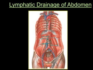 Lymphatic Drainage of Abdomen
 