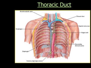 Thoracic Duct
 Ascends through posterior mediastinum
 Between thoracic aorta & azygos vein
 Crosses from right to left posterior to
oesophagus T5 – T7
 Enters superior mediastinum
 Runs to the root of neck
 C7 arches left, opens in venous angle
 Subclavian & internal jugular unite
 