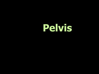 Pelvis
 