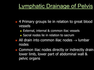 Lymphatic Drainage of Pelvis
 4 Primary groups lie in relation to great blood
vessels
 External, internal & common iliac vessels
 Sacral nodes lie in relation to sacrum
 All drain into common iliac nodes  lumbar
nodes
 Common iliac nodes directly or indirectly drain
lower limb, lower part of abdominal wall &
pelvic organs
 