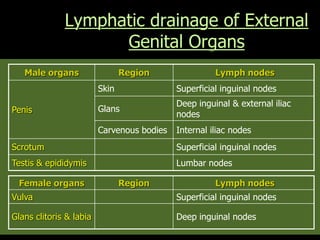 Lymphatic drainage of External
Genital Organs
Male organs Region Lymph nodes
Penis
Skin Superficial inguinal nodes
Glans
Deep inguinal & external iliac
nodes
Carvenous bodies Internal iliac nodes
Scrotum Superficial inguinal nodes
Testis & epididymis Lumbar nodes
Female organs Region Lymph nodes
Vulva Superficial inguinal nodes
Glans clitoris & labia Deep inguinal nodes
 