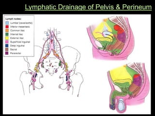 Lymphatic Drainage of Pelvis & Perineum
 