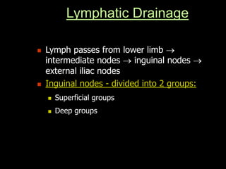Lymphatic Drainage
 Lymph passes from lower limb 
intermediate nodes  inguinal nodes 
external iliac nodes
 Inguinal nodes - divided into 2 groups:
 Superficial groups
 Deep groups
 