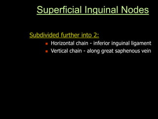 Superficial Inguinal Nodes
Subdivided further into 2:
 Horizontal chain - inferior inguinal ligament
 Vertical chain - along great saphenous vein
 