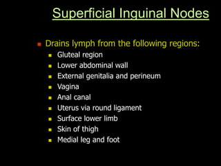 Superficial Inguinal Nodes
 Drains lymph from the following regions:
 Gluteal region
 Lower abdominal wall
 External genitalia and perineum
 Vagina
 Anal canal
 Uterus via round ligament
 Surface lower limb
 Skin of thigh
 Medial leg and foot
 