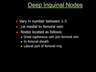 Deep Inguinal Nodes
 Vary in number between 1-3
 Lie medial to femoral vein
 Nodes located as follows:
 Great saphenous vein join femoral vein
 In femoral sheath
 Lateral part of femoral ring
 