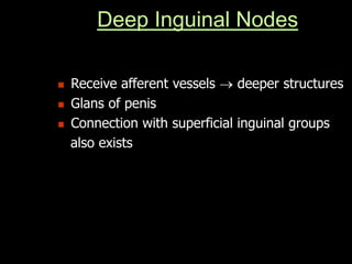 Deep Inguinal Nodes
 Receive afferent vessels  deeper structures
 Glans of penis
 Connection with superficial inguinal groups
also exists
 