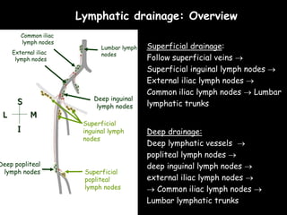 Lymphatic drainage: Overview
Superficial
popliteal
lymph nodes
Deep popliteal
lymph nodes
Superficial
inguinal lymph
nodes
Deep inguinal
lymph nodes
External iliac
lymph nodes
Common iliac
lymph nodes
Lumbar lymph
nodes
Superficial drainage:
Follow superficial veins 
Superficial inguinal lymph nodes 
External iliac lymph nodes 
Common iliac lymph nodes  Lumbar
lymphatic trunks
Deep drainage:
Deep lymphatic vessels 
popliteal lymph nodes 
deep inguinal lymph nodes 
external iliac lymph nodes 
 Common iliac lymph nodes 
Lumbar lymphatic trunks
GSV
LSV
Femoral
v
Popliteal
v
S
I
M
L
 