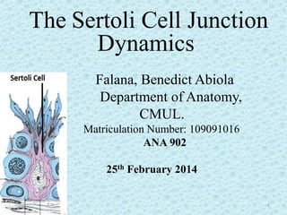 The Sertoli Cell Junction
Dynamics
Falana, Benedict Abiola
Department of Anatomy,
CMUL.
Matriculation Number: 109091016
ANA 902
25th February 2014
1
 