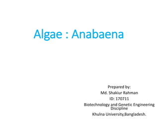 Algae : Anabaena
Prepared by:
Md. Shakiur Rahman
ID: 170711
Biotechnology and Genetic Engineering
Discipline
Khulna University,Bangladesh.
 