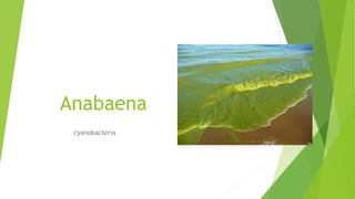 Anabaena
cyanobacteria
 