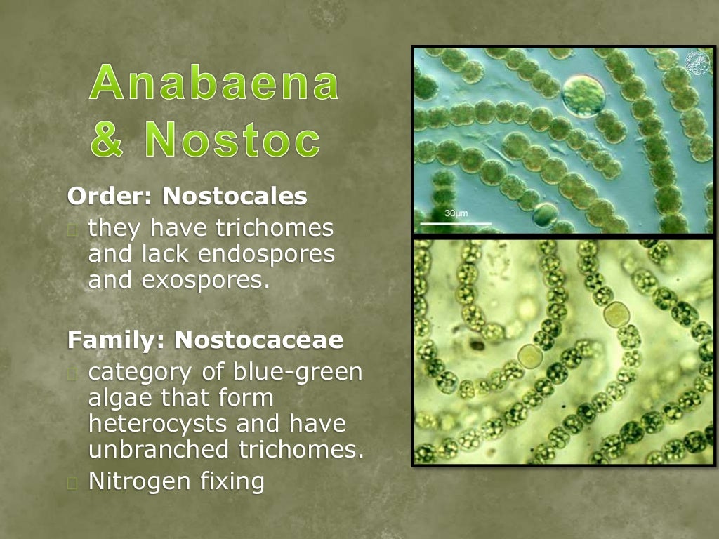 Anabaena and Nostoc