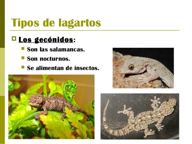 Porque Los Reptiles Reciben Ese Nombre