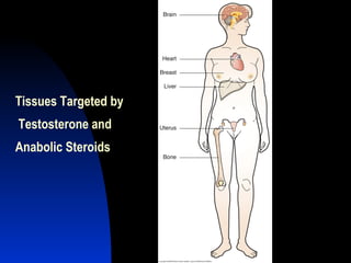 Tissues Targeted by  Testosterone and  Anabolic Steroids  