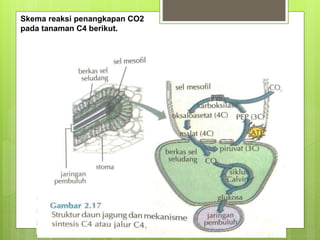 Skema reaksi penangkapan CO2
pada tanaman C4 berikut.
 