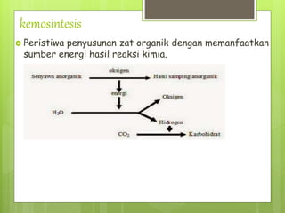 kemosintesis
 Peristiwa penyusunan zat organik dengan memanfaatkan
sumber energi hasil reaksi kimia.
 