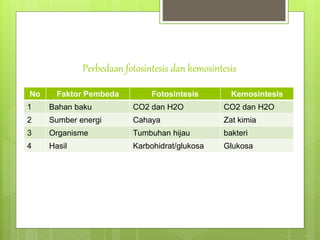 Perbedaan fotosintesis dan kemosintesis
No Faktor Pembeda Fotosintesis Kemosintesis
1 Bahan baku CO2 dan H2O CO2 dan H2O
2 Sumber energi Cahaya Zat kimia
3 Organisme Tumbuhan hijau bakteri
4 Hasil Karbohidrat/glukosa Glukosa
 