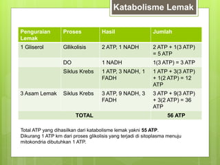 Penguraian
Lemak
Proses Hasil Jumlah
1 Gliserol Gllikolisis 2 ATP, 1 NADH 2 ATP + 1(3 ATP)
= 5 ATP
DO 1 NADH 1(3 ATP) = 3 ATP
Siklus Krebs 1 ATP, 3 NADH, 1
FADH
1 ATP + 3(3 ATP)
+ 1(2 ATP) = 12
ATP
3 Asam Lemak Siklus Krebs 3 ATP, 9 NADH, 3
FADH
3 ATP + 9(3 ATP)
+ 3(2 ATP) = 36
ATP
TOTAL 56 ATP
Katabolisme Lemak
Total ATP yang dihasilkan dari katabolisme lemak yakni 55 ATP.
Dikurang 1 ATP krn dari proses glikolisis yang terjadi di sitoplasma menuju
mitokondria dibutuhkan 1 ATP.
 