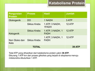 Penguraian
Protein
Proses Hasil Jumlah
Glukogenik DO 1 NADH 3 ATP
Siklus Krebs 1 ATP, 3 NADH,
1FADH
12 ATP
Ketogenik
Siklus Krebs 1 ATP, 3 NADH, 1
FADH
12 ATP
Non Gluko dan
Keto
Siklus Krebs
1 ATP, 3 NADH, 1
FADH
12 ATP
TOTAL 39 ATP
Katabolisme Protein
Total ATP yang dihasilkan dari katabolisme protein yakni 38 ATP.
Dikurang 1 ATP krn dari proses glikolisis yang terjadi di sitoplasma menuju
mitokondria dibutuhkan 1 ATP.
 