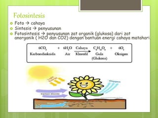 Fotosintesis
 Foto  cahaya
 Sintesis  penyusunan
 Fotosintesis  penyusunan zat organik (glukosa) dari zat
anorganik ( H2O dan CO2) dengan bantuan energi cahaya matahari.
 