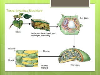 Tempat terjadinya fotosintesis
 