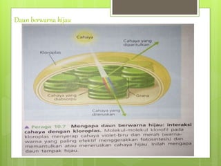 Daun berwarna hijau
 