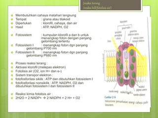  Membutuhkan cahaya matahari langsung
 Tempat : grana atau tilakoid
 Diperlukan : klorofil, cahaya, dan air
 Hasil : ATP, NADPH, O2
 Fotosistem : kumpulan klorofil a dan b untuk
menangkap foton dengan panjang
gelombang tertentu
 Fotosistem I : menangkap foton dgn panjang
gelombang P700 nm
 Fotosistem II : menangkap foton dgn panjang
gelombang P680 nm
 Proses reaksi terang :
 Aktivasi klorofil (melepas elektron)
 Fotolisis air (O2, ion H+ dan e-)
 Sistem transpor elektron :
 fotofosforilasi siklik : ATP dan dibutuhkan fotosistem I
 fotofosforilasi nonsikilik : ATP, NADPH, O2 dan
dibutuhkan fotosistem I dan fotosistem II
 Reaksi kimia fotolisis air :
 2H2O + 2 NADP+  2 NADPH + 2 H+ + O2
(reaksi terang
/reaksi hill/fotolisis air)
 