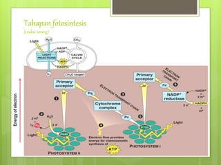 Tahapan fotosintesis
(reaksi terang)
 