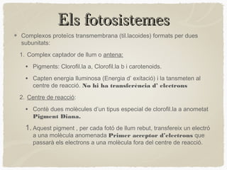 Els fotosistemes
Complexos proteïcs transmembrana (til.lacoides) formats per dues
subunitats:
1. Complex captador de llum o antena:

•

Pigments: Clorofil.la a, Clorofil.la b i carotenoids.

•

Capten energia lluminosa (Energia d’ exitació) i la tansmeten al
centre de reacció. No hi ha transferència d’ electrons

2. Centre de reacció:

•

Contè dues molècules d’un tipus especial de clorofil.la a anometat
Pigment Diana.

1. Aquest pigment , per cada fotó de llum rebut, transfereix un electró
a una molècula anomenada Primer acceptor d’electrons que
passarà els electrons a una molècula fora del centre de reacció.

 