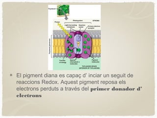 El pigment diana es capaç d’ inciar un seguit de
reaccions Redox. Aquest pigment reposa els
electrons perduts a través del primer donador d’
electrons

 