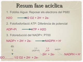 Resum fase acíclica
1. Fotòlisi Aigua: Reposar els electrons del P680
H2O

1/2 O2 + 2H+ + 2e-

2. Fotofosforilació ATP: Diferència de potencial
ADP+Pi

ATP + H2O

3. Fotoreducció del NADP+: P700
NADP+ + 2H+ + 2e4h
v

NADPH + H+
1,3
(ADP+P)

H2O______ 1/2 O2 + 2H+ + 2e-

1,3
ATP

2H+ + 2e-

NADP+

NADPH + H+

 