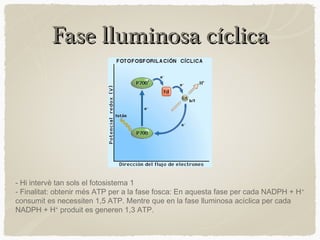 Fase lluminosa cíclica

- Hi intervè tan sols el fotosistema 1
- Finalitat: obtenir més ATP per a la fase fosca: En aquesta fase per cada NADPH + H +
consumit es necessiten 1,5 ATP. Mentre que en la fase lluminosa acíclica per cada
NADPH + H+ produit es generen 1,3 ATP.

 