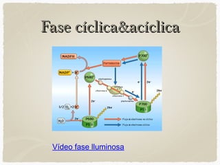 Fase cíclica&acíclica

Vídeo fase lluminosa

 
