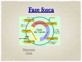 Fase fosca

Recursos
cnice

 