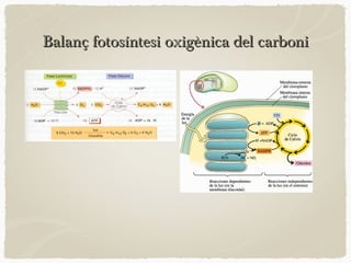 Balanç fotosíntesi oxigènica del carboni

 