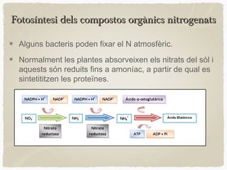 Fotosíntesi dels compostos orgànics nitrogenats
Alguns bacteris poden fixar el N atmosfèric.
Normalment les plantes absorveixen els nitrats del sòl i
aquests són reduits fins a amoníac, a partir de qual es
sintetititzen les proteïnes.

 