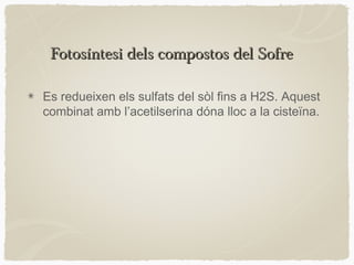 Fotosíntesi dels compostos del Sofre
Es redueixen els sulfats del sòl fins a H2S. Aquest
combinat amb l’acetilserina dóna lloc a la cisteïna.

 