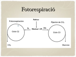 Fotorespiració

 