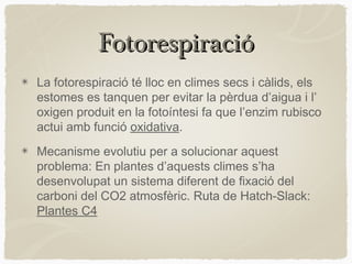 Fotorespiració
La fotorespiració té lloc en climes secs i càlids, els
estomes es tanquen per evitar la pèrdua d’aigua i l’
oxigen produit en la fotoíntesi fa que l’enzim rubisco
actui amb funció oxidativa.
Mecanisme evolutiu per a solucionar aquest
problema: En plantes d’aquests climes s’ha
desenvolupat un sistema diferent de fixació del
carboni del CO2 atmosfèric. Ruta de Hatch-Slack:
Plantes C4

 