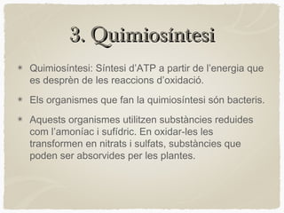 3. Quimiosíntesi
Quimiosíntesi: Síntesi d’ATP a partir de l’energia que
es desprèn de les reaccions d’oxidació.
Els organismes que fan la quimiosíntesi són bacteris.
Aquests organismes utilitzen substàncies reduides
com l’amoníac i sufídric. En oxidar-les les
transformen en nitrats i sulfats, substàncies que
poden ser absorvides per les plantes.

 