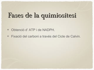 Fases de la quimiosítesi
Obtenció d’ ATP i de NADPH.
Fixació del carboni a través del Cicle de Calvin.

 